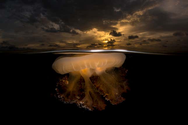 Image for article titled Epic and intimate glimpses of nature from the Sony World Photography Awards