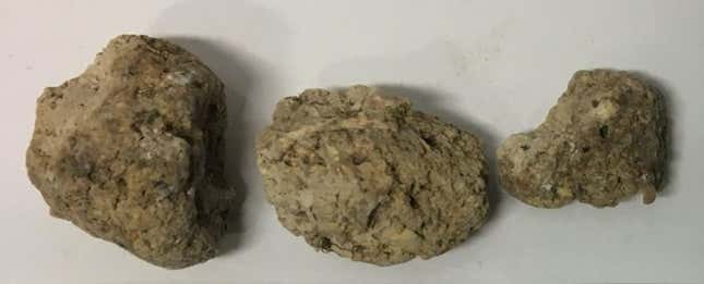 Imagen para el artículo titulado Las heces fosilizadas encontradas en Stonehenge revelan secretos de los constructores