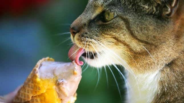 Cat licking ice cream cone