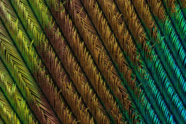 Image for article titled Feather scales, pollen grains, and a single teardrop: what photos of the microscopic world reveal