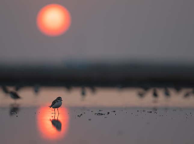 A petite plover sits in the reflection of the setting sun on a Thai beach.
