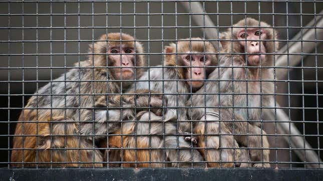 Rhesus macaques in a cage