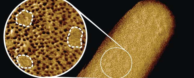 Imagen para el artículo titulado Estas son las imágenes más detalladas jamás tomadas de bacterias vivas