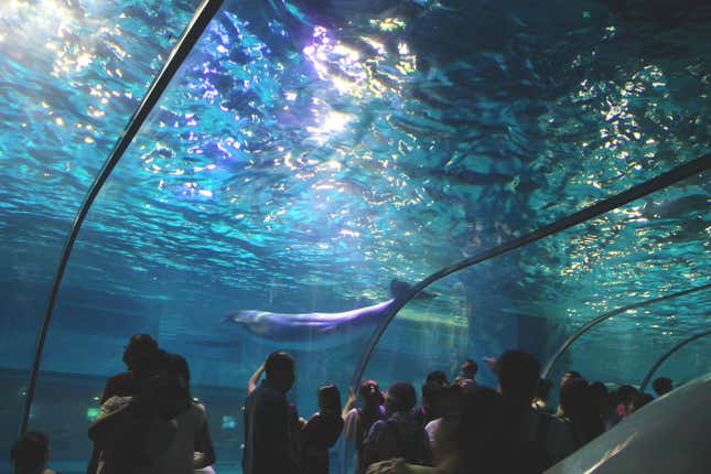 Beluga whales in a tank.