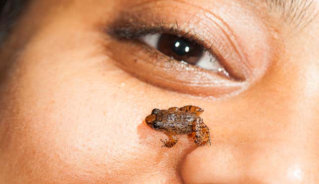 Manalar Night Frog (Nyctibatrachus manalari)