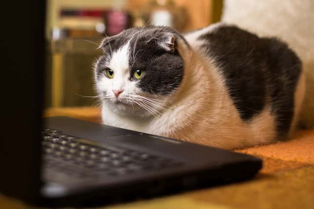 A cat using a computer