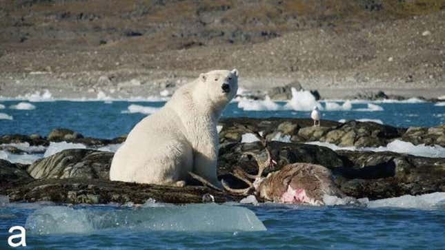 Imagen para el artículo titulado Capturan por primera vez en vídeo a un oso polar cazando y comiéndose un reno
