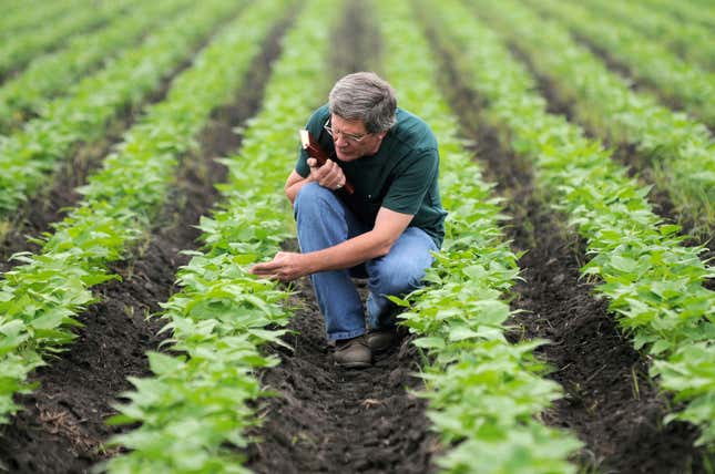 Steve Beebe, CIAT’s chief bean breeder.