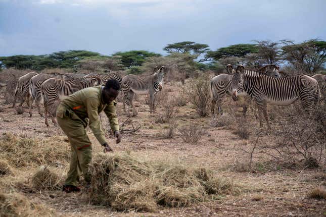 A ranger with the Grevy’s Zebra Trust, an organization formed to protect the zebras, lays out hay for the zebras as part of a feeding program during the ongoing drought.