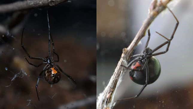 Adult female brown (left) and black (right) widow spiders. The former may be displacing the latter.