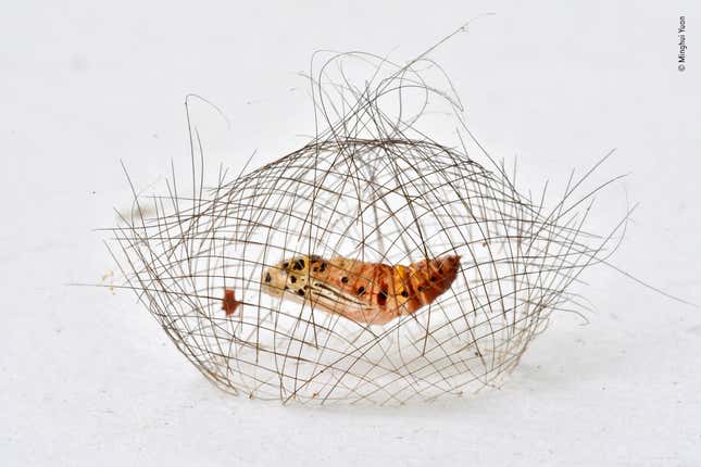 Image for article titled A year’s worth of surprising and poignant nature photos