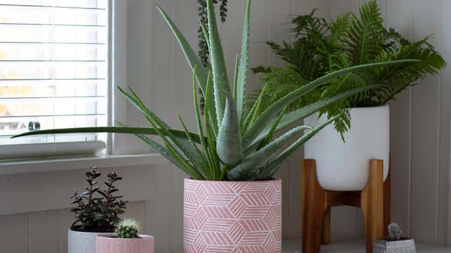 Image for article titled How to Grow Aloe Vera, Because It&#39;s Easier Than You Think