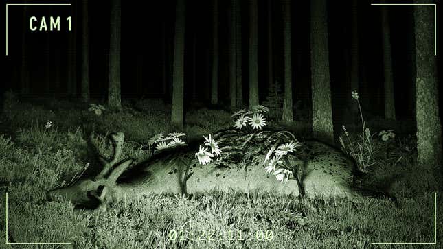 Image for article titled New Documentary Footage Confirms Long-Held Theory That Flowers Hunt At Night