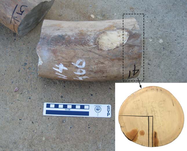 A slice of a mammoth's tusk being sampled for hormones like testosterone.