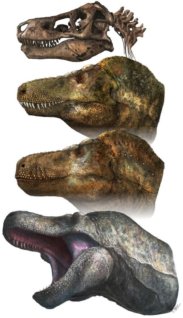 A T. rex skull and reconstructions of the animal's head, with labial scales.