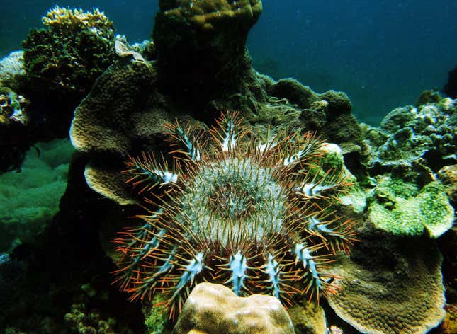 Beautiful but deadly (to coral).