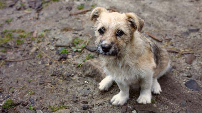 Image for article titled Signs It’s Time To Rehome Your Dog