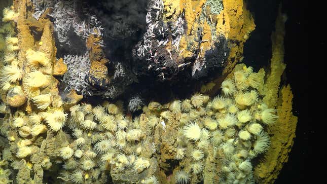 A closeup of the vent. Many of the animals that live around these vents, like tube worms and mussels, feed on the nutrients and bacteria coming from the mineral-rich water. 