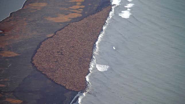 arctic global warming climate change rising temperatures ice In this aerial photo taken on Sept. 23, 2014 and released by NOAA, some 1500 walrus are gather on the northwest coast of Alaska. Pacific walrus looking for places to rest in the absence of sea ice are coming to shore in record numbers, according to NOAA. (AP Photo/NOAA, Corey Accardo This June 2014 released by the U.S. Fish and Wildlife Service shows Pacific walruses in the Chukchi Sea off the coast of Alaska. Researchers are trying to get a better handle on the size of the Pacific walrus population ahead of an expected decision by the U.S. Fish and Wildlife Service on whether the animals need special protections. (AP Photo/U.S. Fish and Wildlife Service