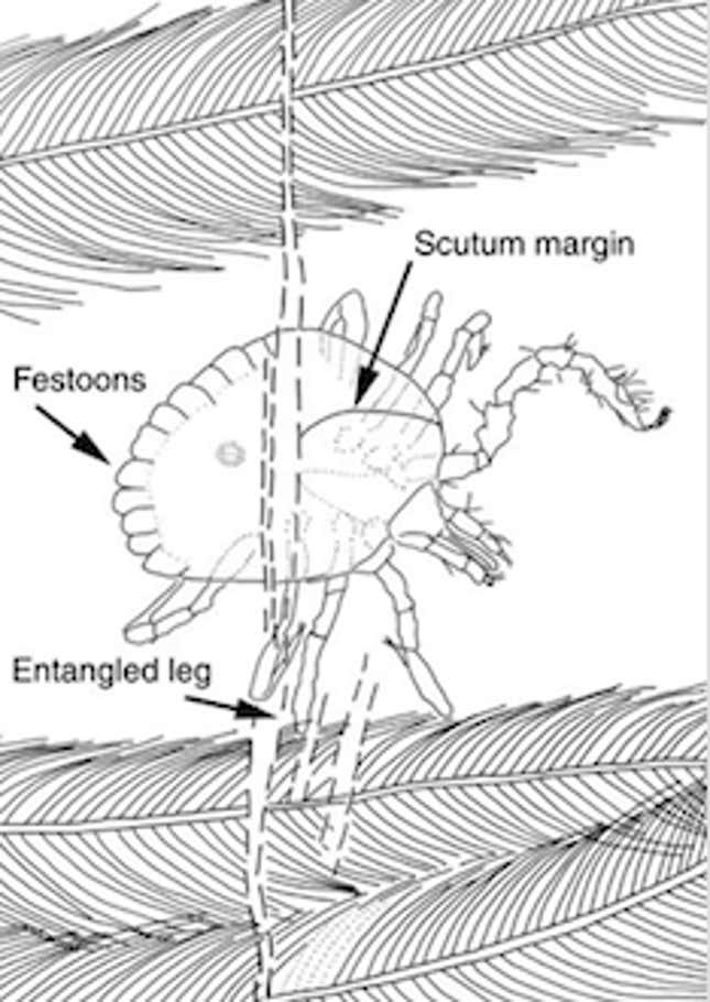 The tick and dinosaur relationship is proven through entanglement.
