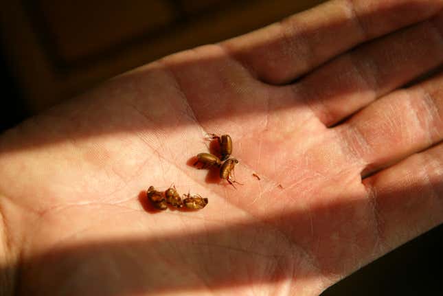 Southern Pine Beetle