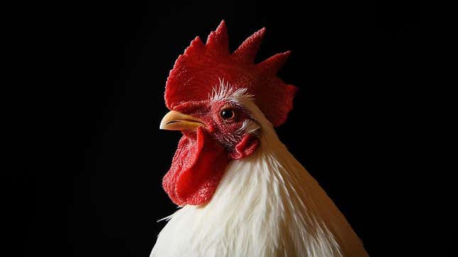 Profile of live chicken against a black background