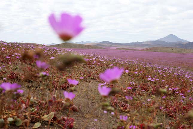 Image for article titled Photos: The world’s driest place is now bursting with color and blossoms