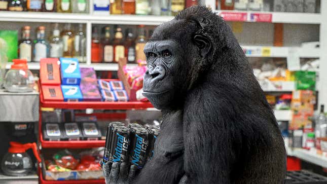 Image for article titled Scientists Successfully Teach Gorilla To Buy Beer For Underage Teens