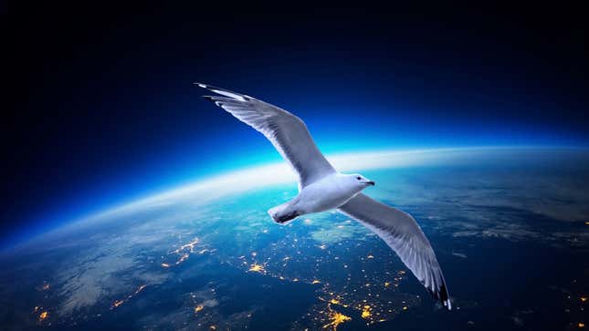 Image for article titled Researchers Confirm Determined Seagull Finally Made It Into Outer Space