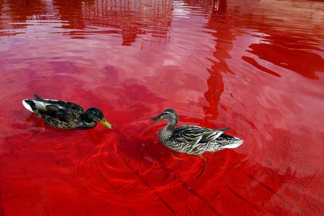 Two ducks swim in red-colored water. 