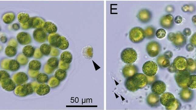 Descubren la primera especie de algas con tres sexos distintos