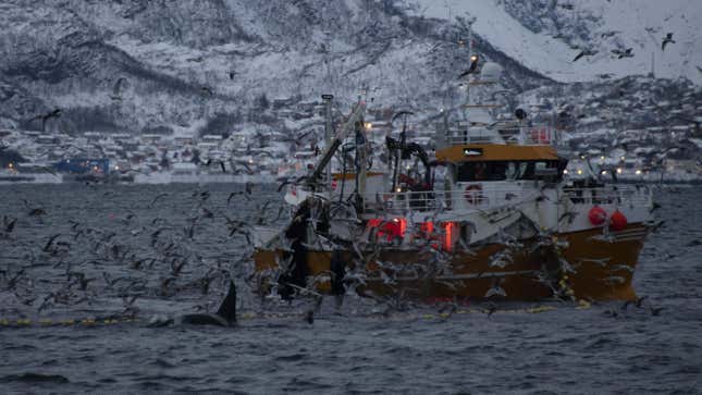Image for article titled Killer Whales Are Coming For Our Seafood Supply
