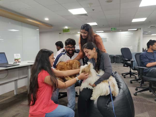 Ola's pet-friendly office