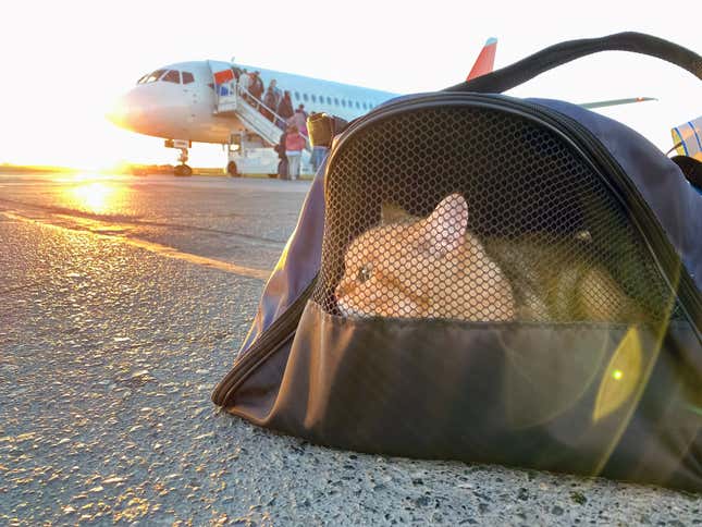 An orange cat in a cat carrier is on tarmac with a jet in the background
