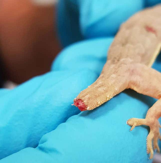 Imagen para el artículo titulado Descubren el “truco” de los lagartos para autoamputarse las colas