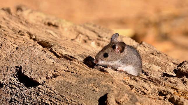 The deer mouse (Peromyscus maniculatus) is the most common carrier of hantavirus in New Mexico.