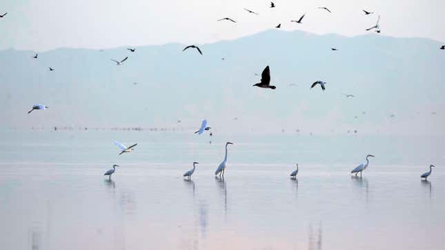 Birds take flight in the Salton Sea on the Sonny Bono Salton Sea National Wildlife Refuge in 2021, in California.