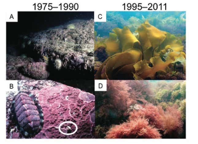 Crab shelter on Maine’s seabed.