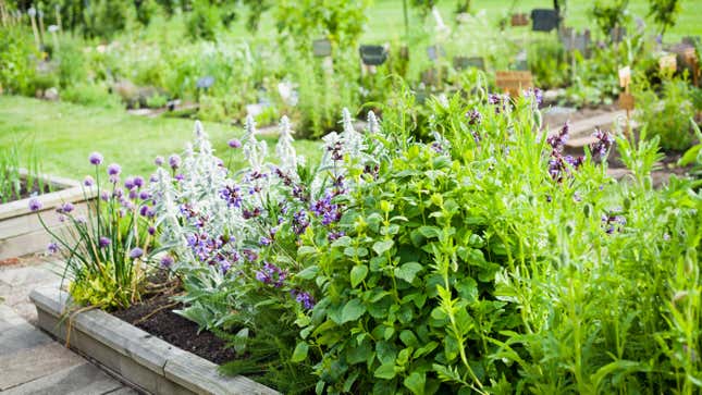 Image for article titled The Best Perennial Herbs You Should Plant in Your Garden