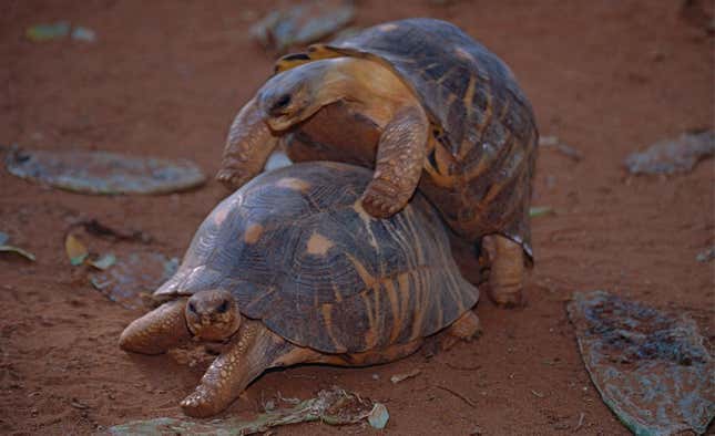 Two radiated tortoises (not the Pickles duo) mating.