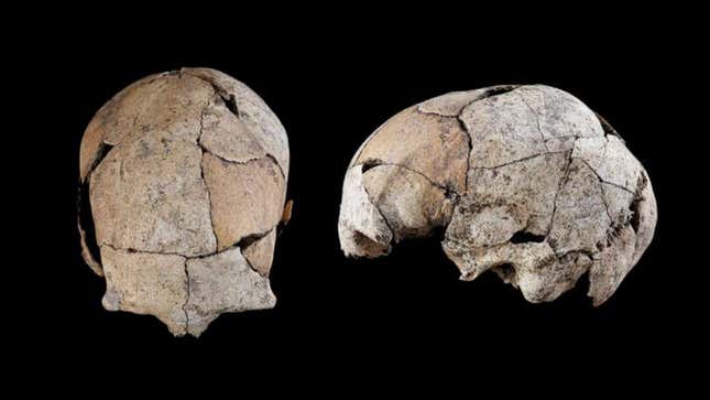 Imagen para el artículo titulado Este cráneo de 5.300 años revela la evidencia más temprana de una cirugía de oído en humanos