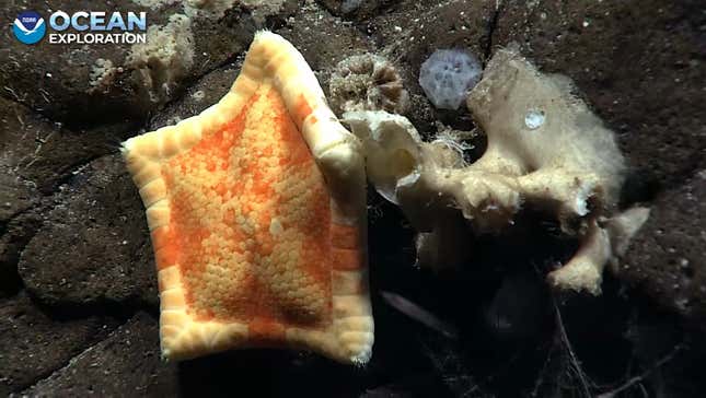 A sea star