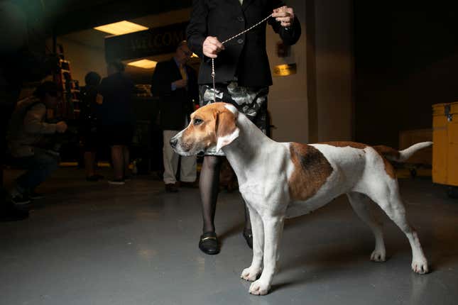 Image for article titled King’s realm: Behind the scenes at the Westminster Dog Show