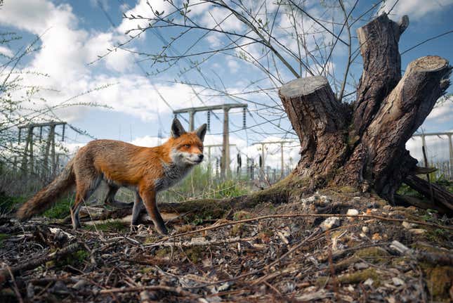 A fox in Lee Valley Park, England.