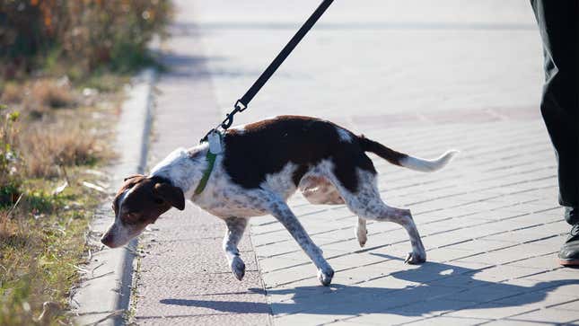 Image for article titled Man Walking Dog Will Be Judge Of What Warrants Sniffing