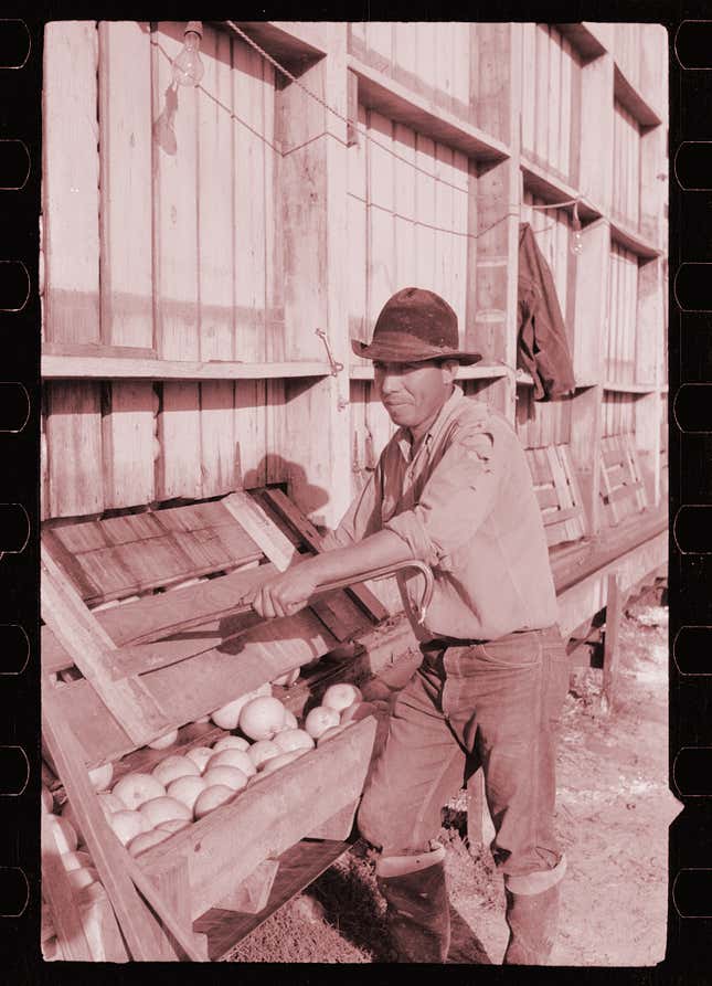 A 1942 photograph of a man sorting washed grapefruit at a juice plant in Weslaco, Texas, a town in the Rio Grande Valley