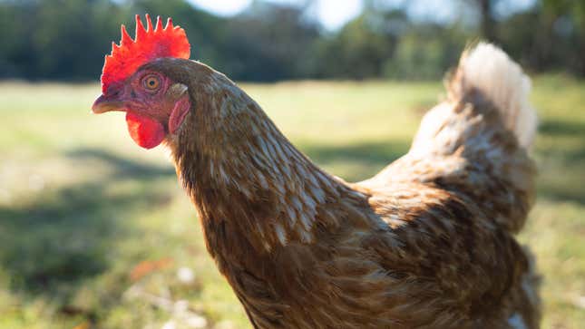 Image for article titled 16 of the Best Backyard Chicken Breeds If You’re About That Life