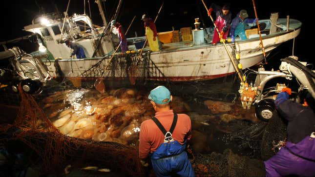 fishermen pulling a net full of jellyfish out of the ocean off the coast of Kokonogi, Japan. Once considered a rarity occurring every 40 years, jellyfish swarms are now an almost annual occurrence along several thousand kilometers (miles) of Japanese coast, and far beyond Japan, decimating local fishing industries from the Japan Sea to the Black Sea. (AP Photo/Junji Kurokawa
