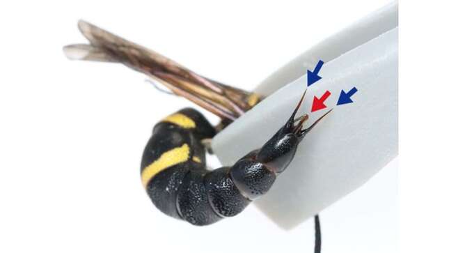 Estas avispas luchan con sus genitales para protegerse de los ataques de depredadores