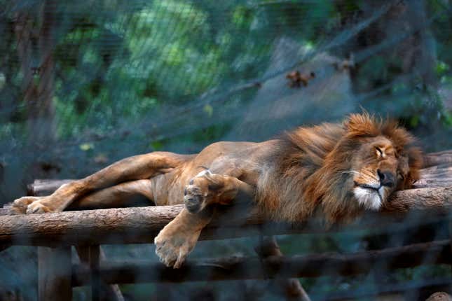 Around 50 animals have starved to death at Caricuao zoo in Caracas, where this lion takes a break.
